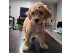 Mini to mid Goldendoodle