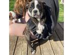 Olde English Bulldogge Puppy for sale in Portage, MI, USA