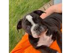 Olde English Bulldogge Puppy for sale in Portage, MI, USA