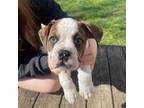 Olde English Bulldogge Puppy for sale in Portage, MI, USA