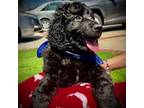 Newfoundland Puppy for sale in Bellflower, CA, USA