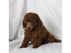 Ginger,AKC ChampionSired