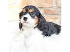 Cavalier King Charles Spaniel Puppy for sale in Millersburg, OH, USA