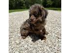 Poodle (Toy) Puppy for sale in Coldspring, TX, USA