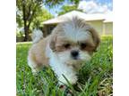 Shih Tzu Puppy for sale in Saint Cloud, FL, USA
