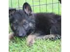 German Shepherd Dog Puppy for sale in Eastman, GA, USA