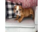 Bulldog Puppy for sale in Indianapolis, IN, USA