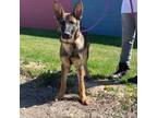 German Shepherd Dog Puppy for sale in Waukesha, WI, USA