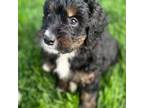 Mutt Puppy for sale in Wooster, OH, USA