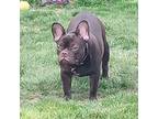 French Bulldog Puppy for sale in Kendallville, IN, USA