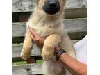 German Shepherd Dog Puppy for sale in Thomasville, GA, USA