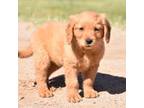 Golden Retriever Puppy for sale in Phoenix, AZ, USA