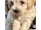 Maltipoo Puppy for sale in Conyers, GA, USA