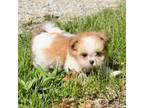 Shih Tzu Puppy for sale in Wentzville, MO, USA