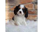 Cavapoo Puppy for sale in Millersburg, OH, USA