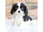 Cavalier King Charles Spaniel Puppy for sale in Millersburg, OH, USA
