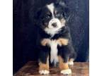 Miniature Australian Shepherd Puppy for sale in Hermiston, OR, USA