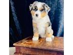 Miniature Australian Shepherd Puppy for sale in Hermiston, OR, USA