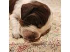 English Springer Spaniel Puppy for sale in West Fulton, NY, USA