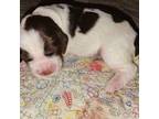 English Springer Spaniel Puppy for sale in West Fulton, NY, USA