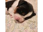 English Springer Spaniel Puppy for sale in West Fulton, NY, USA