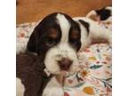 English Springer Spaniel Puppy for sale in West Fulton, NY, USA