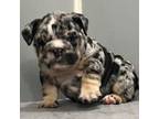 Bulldog Puppy for sale in Massillon, OH, USA