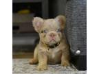 French Bulldog Puppy for sale in Los Banos, CA, USA