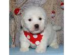 Coton de Tulear Puppy for sale in Lyons, NE, USA