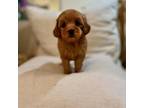 Maltipoo Puppy for sale in Murrieta, CA, USA