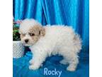 AKC Teacup Rocky