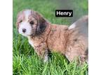 Henry