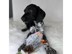 German Shorthaired Pointer Puppy for sale in Manning, SC, USA