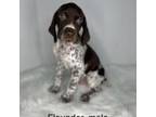 German Shorthaired Pointer Puppy for sale in Manning, SC, USA