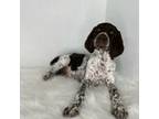 German Shorthaired Pointer Puppy for sale in Manning, SC, USA