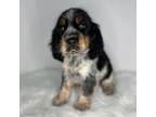 English Springer Spaniel Puppy for sale in Manning, SC, USA