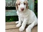 Goldendoodle Puppy for sale in Mckinney, TX, USA