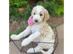 Goldendoodle Puppy for sale in Mckinney, TX, USA