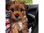 Shih-Poo Puppy for sale in Hollywood, FL, USA