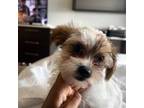 Shih-Poo Puppy for sale in Hollywood, FL, USA