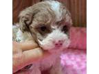Poodle (Toy) Puppy for sale in Belden, MS, USA