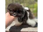 Pomeranian Puppy for sale in Zionville, NC, USA