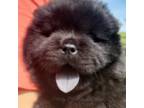 Chow Chow Puppy for sale in Hagerstown, MD, USA