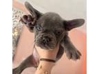 French Bulldog Puppy for sale in Salemburg, NC, USA