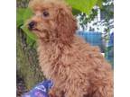 Poodle (Toy) Puppy for sale in Cabool, MO, USA