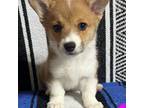 Pembroke Welsh Corgi Puppy for sale in Weatherford, TX, USA