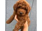 Mutt Puppy for sale in Millbrook, AL, USA