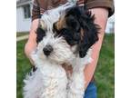 Cavapoo Puppy for sale in Wooster, OH, USA
