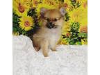 Pomeranian Puppy for sale in Ponca City, OK, USA