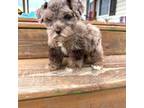 Schnauzer (Miniature) Puppy for sale in West Green, GA, USA